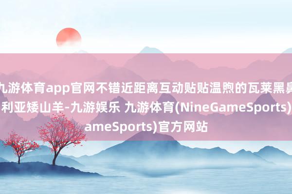 九游体育app官网不错近距离互动贴贴温煦的瓦莱黑鼻羊、尼日利亚矮山羊-九游娱乐 九游体育(NineGameSports)官方网站